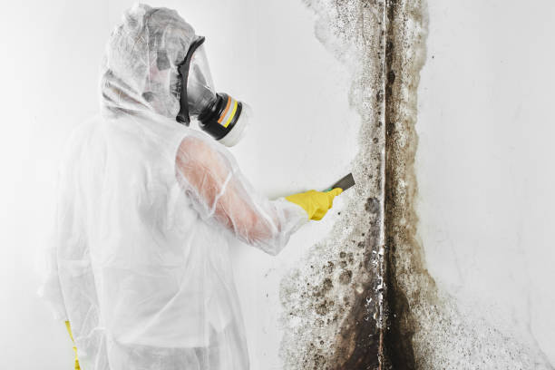 Crawl Space Mold Removal in Raytown, MO