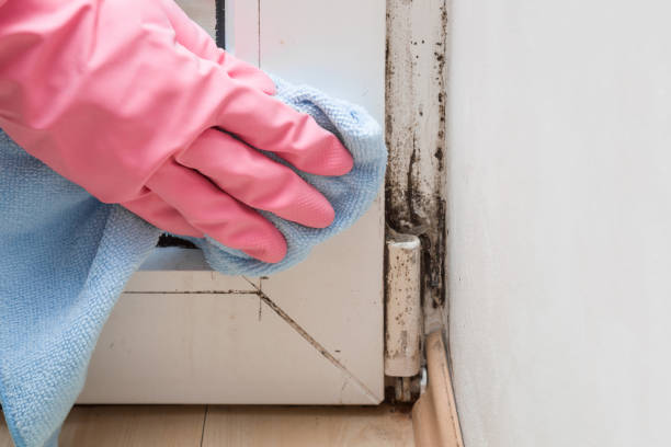 Mold Removal Process in Raytown, MO